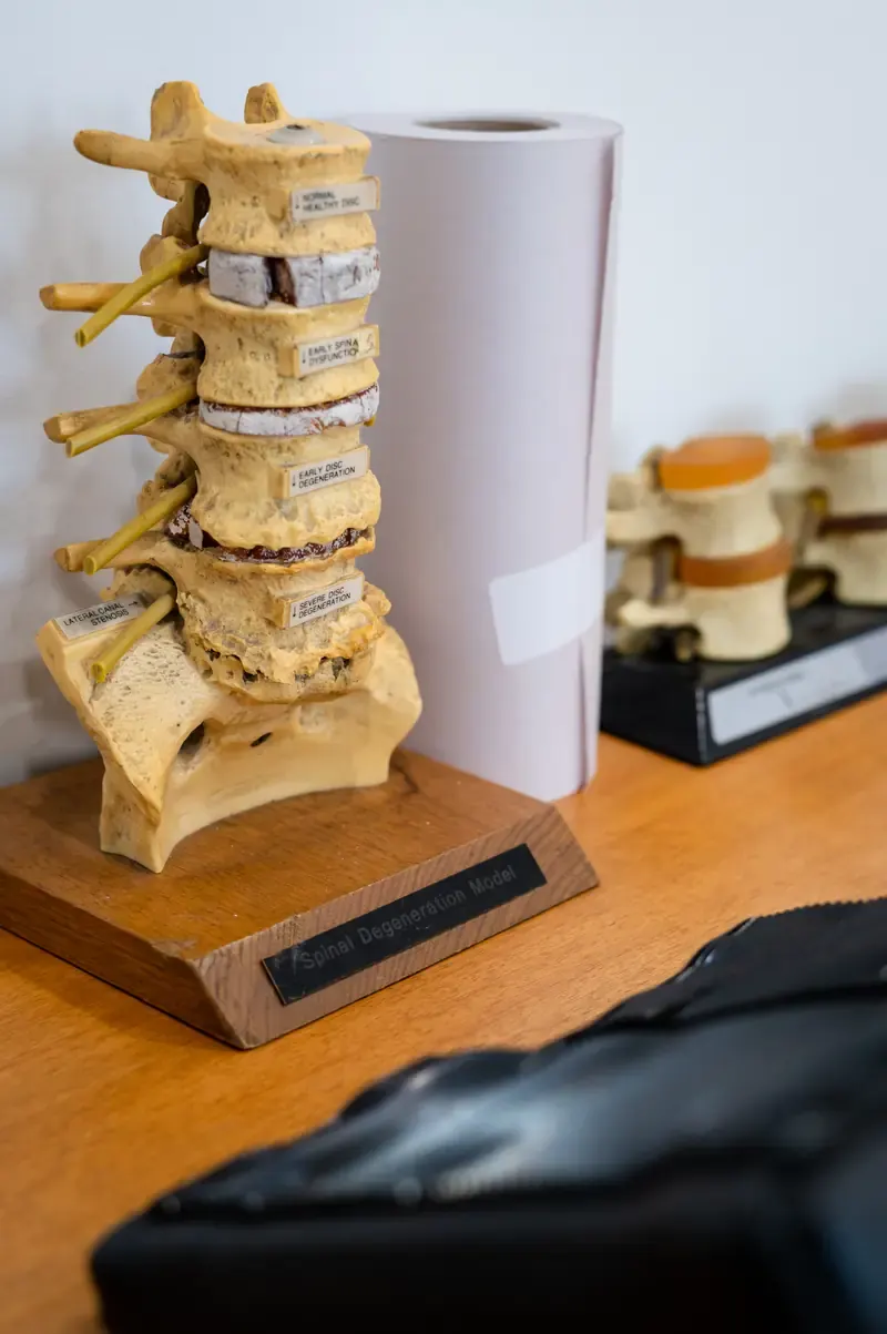 Spine model on the desk at The Chiro Crew in Kingswood